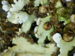 Physconia leucoleiptes