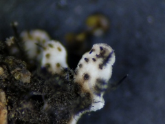 Physconia leucoleiptes