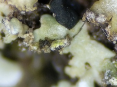 Physconia leucoleiptes