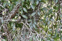 Sebastiania commersoniana