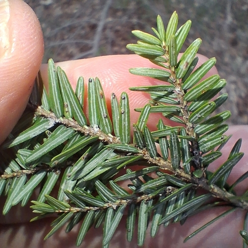 Elongate hemlock scale photo 3