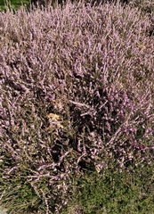 Ericeae