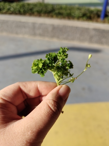 Creeping Woodsorrel