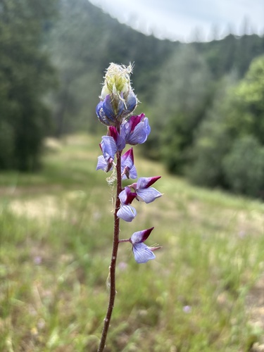 Lupinus benthamii, photograph 1