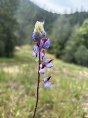 Lupinus benthamii