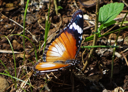 Danaid Eggfly