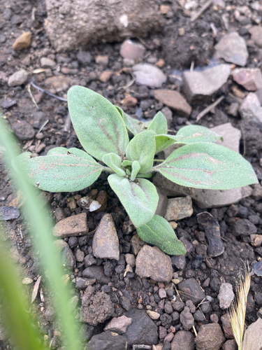 iNaturalist observation photo of turkey mullein