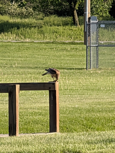 Red-shouldered Hawk photographed in Indiana
