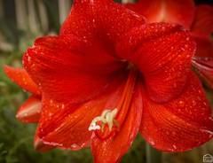 Hippeastrum hybridum