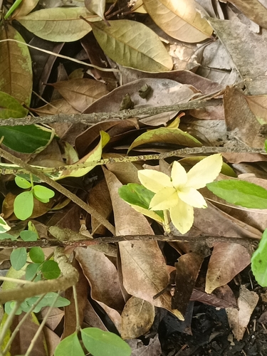 Japanese spindle tree