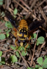 Laphria saffrana