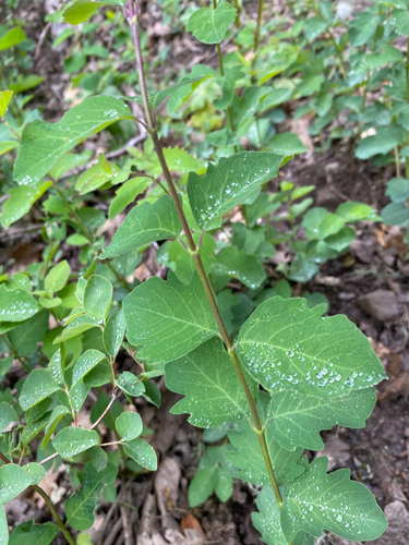 iNaturalist observation photo of Common Snowberry