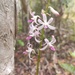 Dipodium squamatum - Photo (c) Damien Brouste, some rights reserved (CC BY-NC), uploaded by Damien Brouste