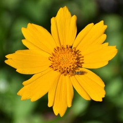 Dioxyna picciola
