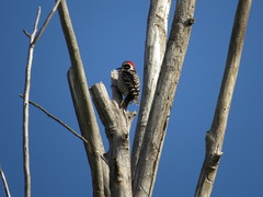 Dryobates nuttallii