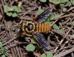 Laphria saffrana