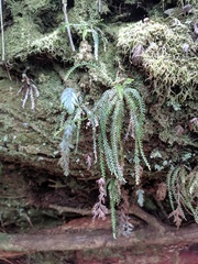 Calymmodon cucullatus