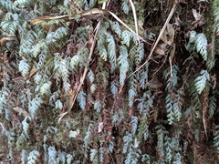 Hymenophyllum pallidum