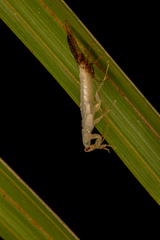 Celatoblatta vulgaris