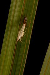 Celatoblatta vulgaris