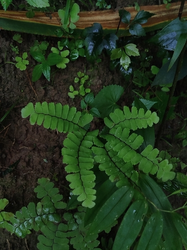 Adiantum deflectens
