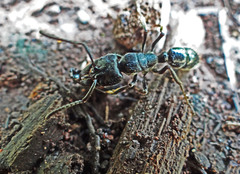 Paltothyreus tarsatus