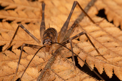 Pachyrhamma acanthocerum