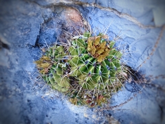 Ferocactus echidne victoriensis