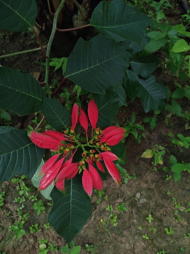 Poinsettia