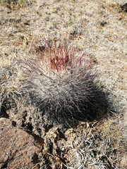 Echinofossulocactus ochoterenaus