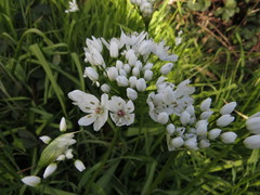 Allium neapolitanum