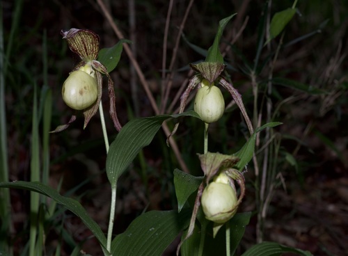 Image of Cypripedium kentuckiense by (c) Michelle W. （鍾偉瑋）, some rights reserved (CC BY)