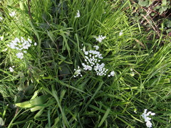 Allium neapolitanum