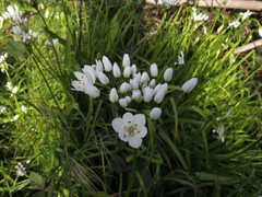 Allium neapolitanum