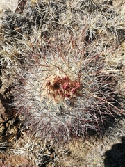 Echinofossulocactus ochoterenaus