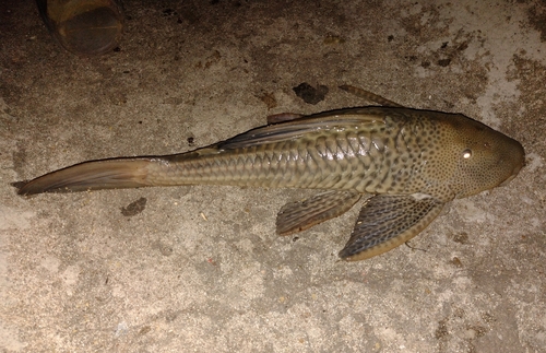 Hypostomus commersoni