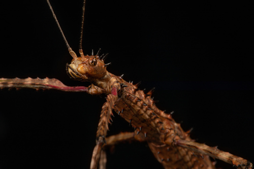 Prickly Stick Insect photo 3