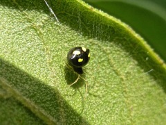Theridula gonygaster