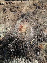 Echinofossulocactus ochoterenaus