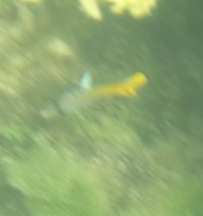 Chaetodon