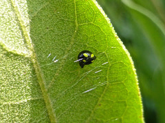 Theridula gonygaster