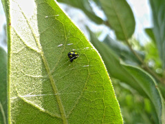 Theridula gonygaster