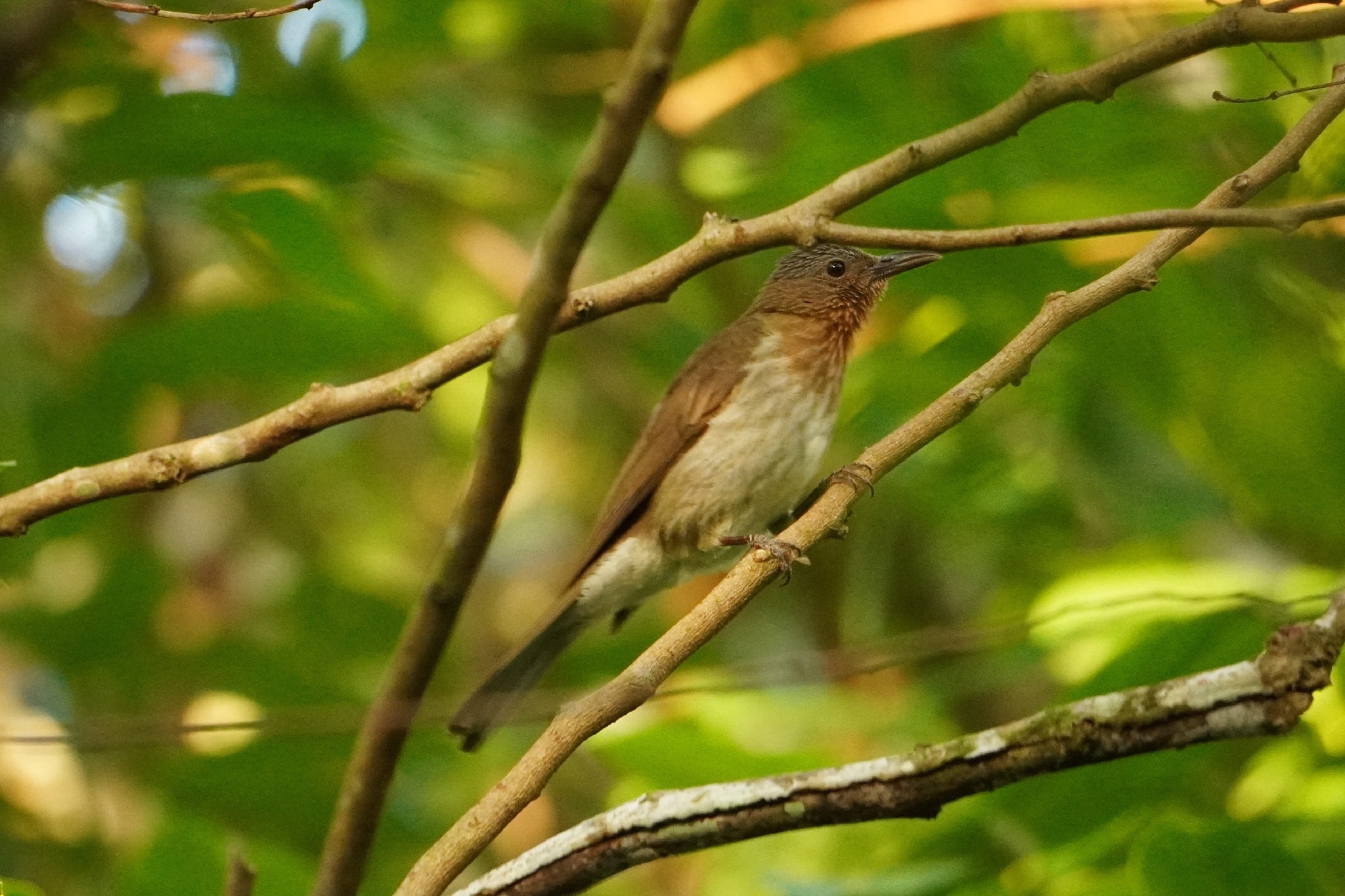 Visayan Bulbul (Hypsipetes guimarasensis), photo 3