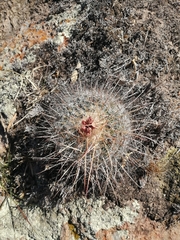 Echinofossulocactus ochoterenaus