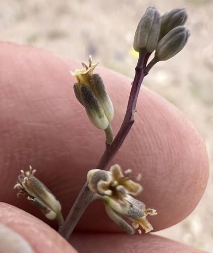 Streptanthus longirostris, 2026-04-25