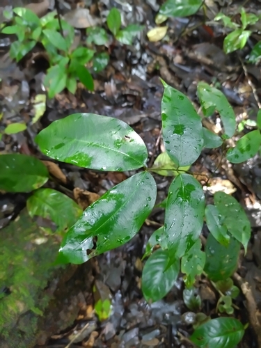 Eperua falcata