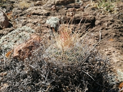 Echinofossulocactus ochoterenaus