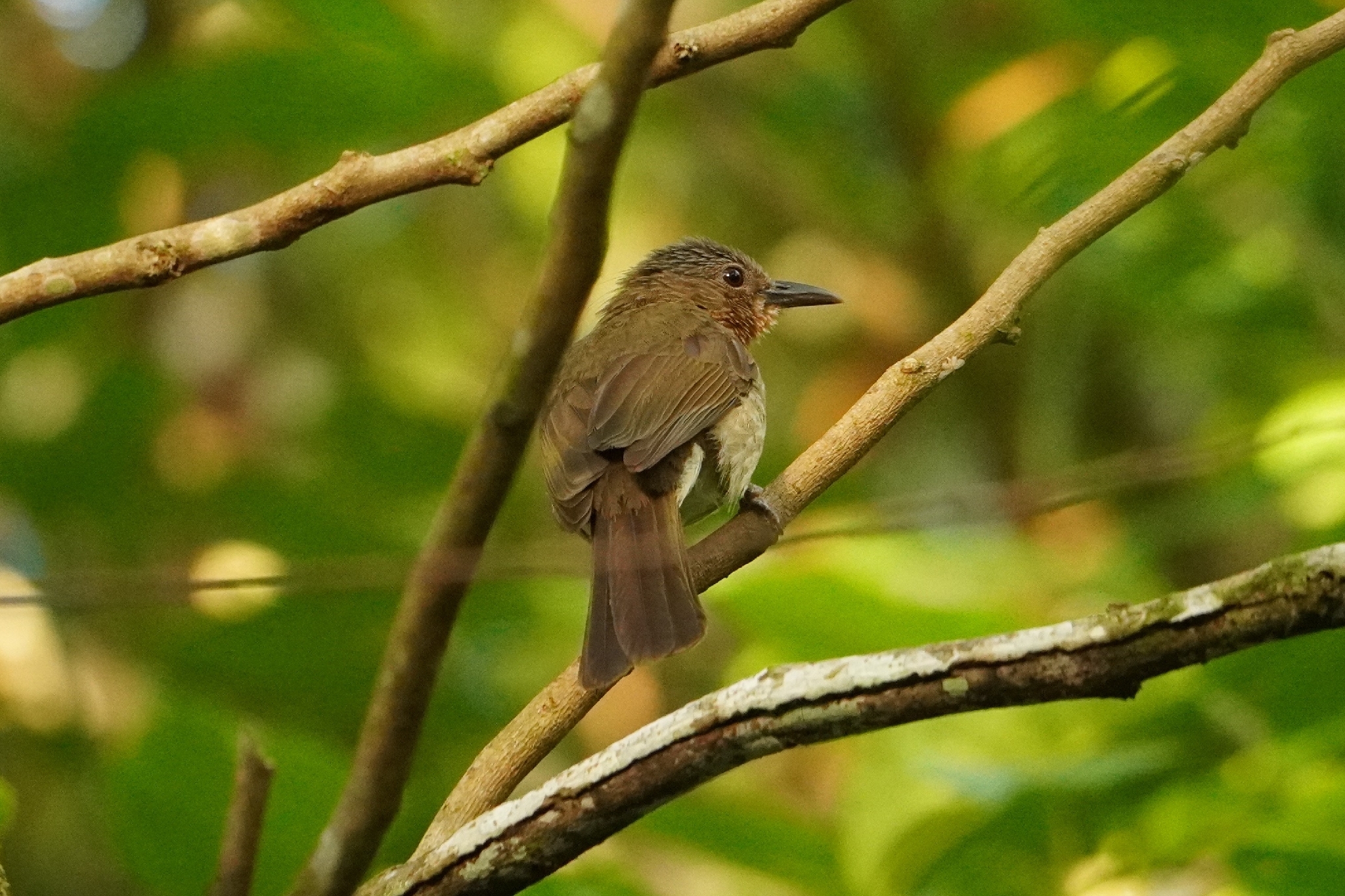 Visayan Bulbul (Hypsipetes guimarasensis), photo 4