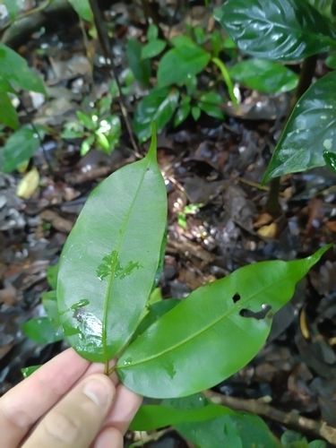 Eperua falcata, photograph 2