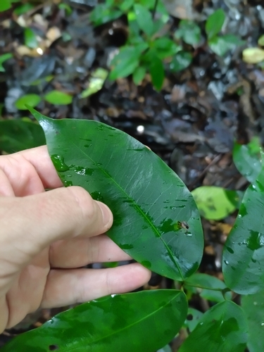 Eperua falcata, photograph 3